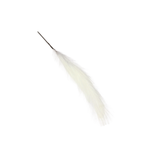 PAMPUS GRASS WHITE